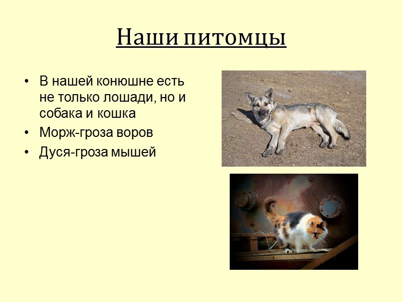 Наши питомцы В нашей конюшне есть не только лошади, но и собака и кошка
